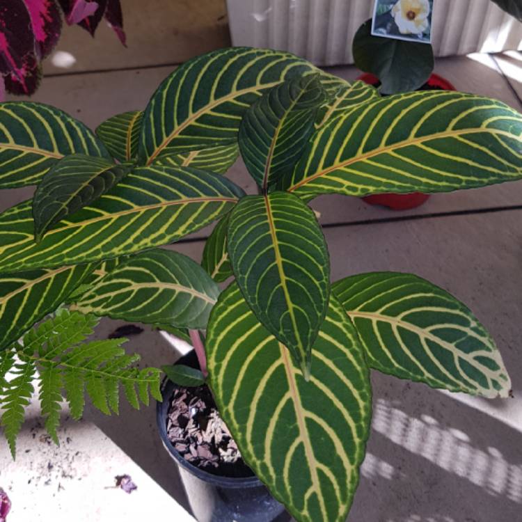 plant image 1116935