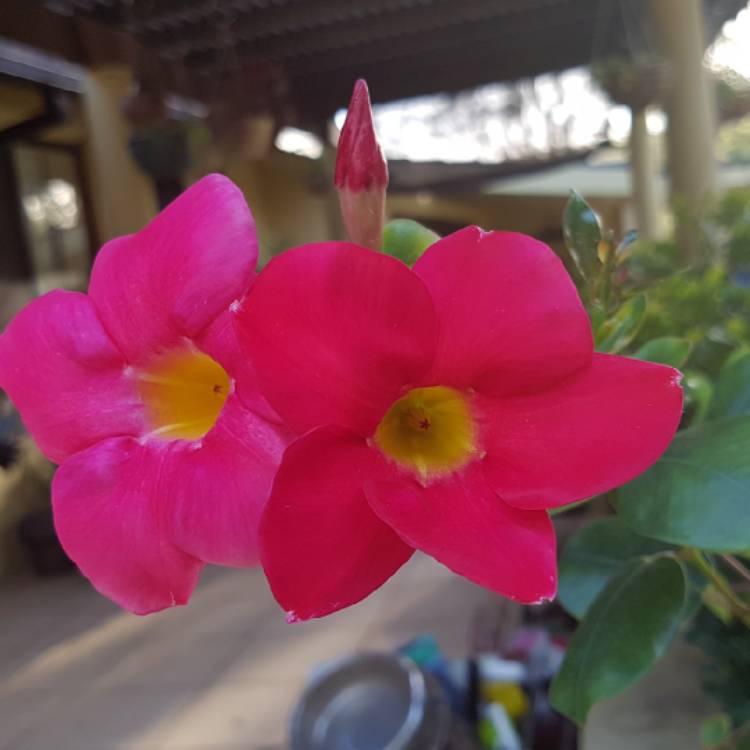 Plant image Mandevilla diamantina Topaze 'Vermillon'
