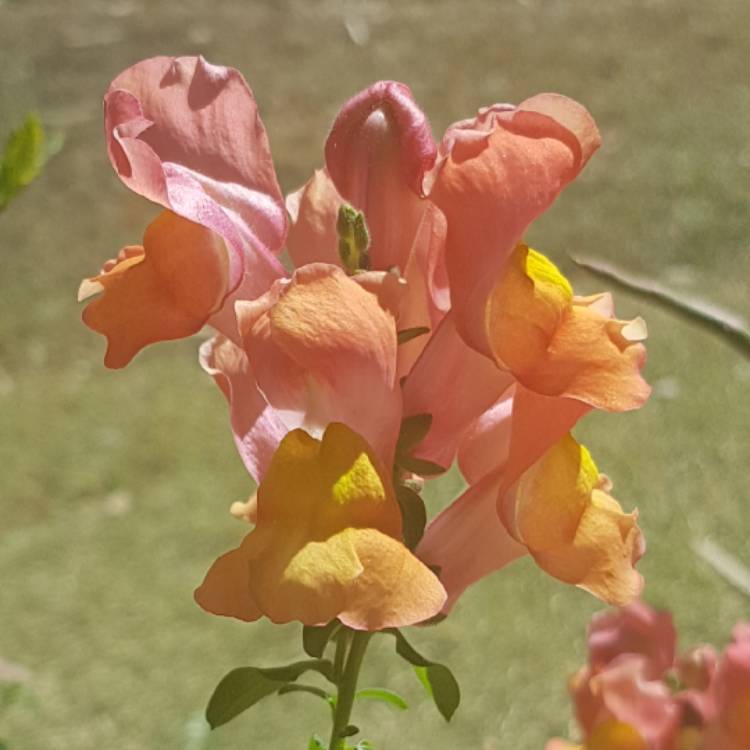 Plant image Antirrhinum majus 'Madame Butterfly'