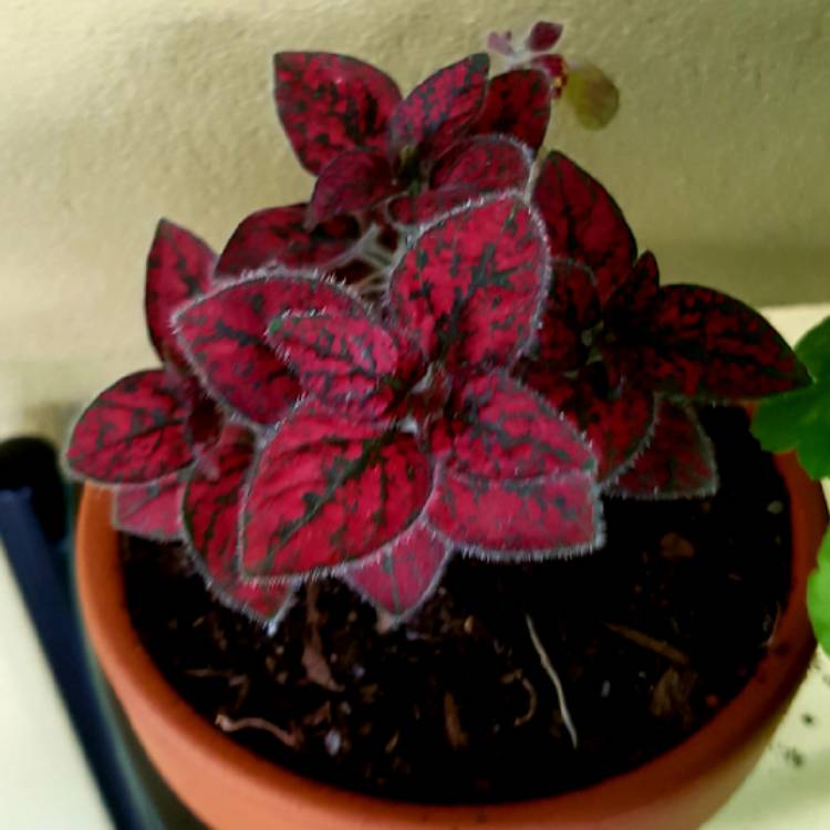 plant image 1160387
