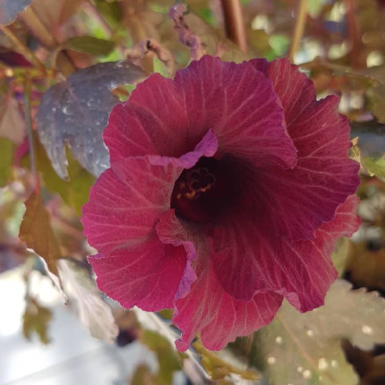 Plant image Hibiscus acetosella