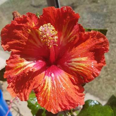 Tropical Hibiscus 'Lady Cilento'
