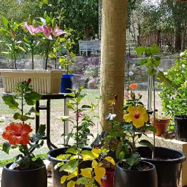 Shaliza's garden