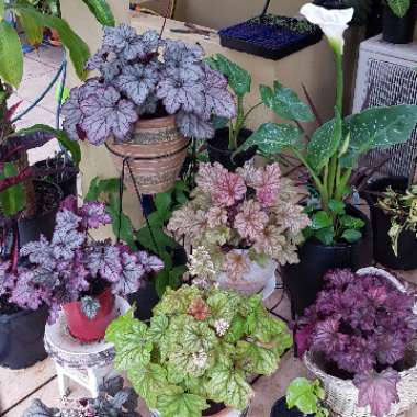 Shaliza's garden