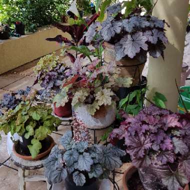 Shaliza's garden