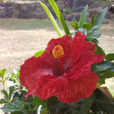Hibiscus 'Dr David Grimes'