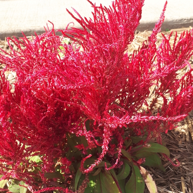 Plant image Celosia argentea plumosa