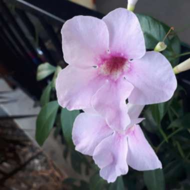 Pandorea jasminoides