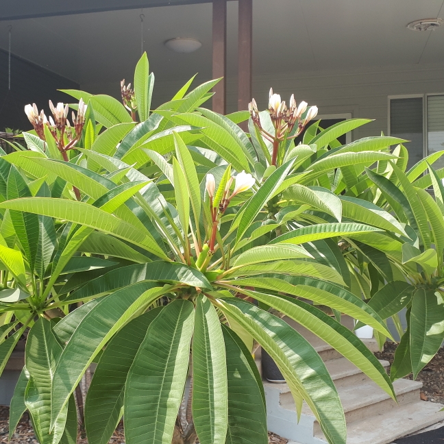 plant image 1202494
