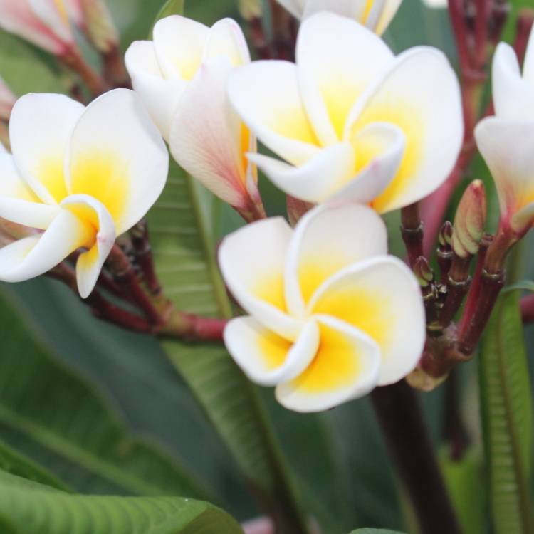 plant image 1203153