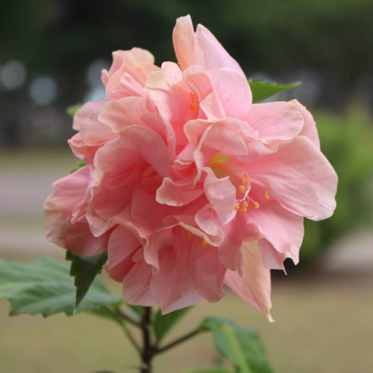 plant image 1203155