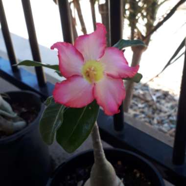 Adenium obesum