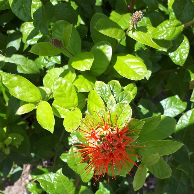 Plant image Combretum Constrictum