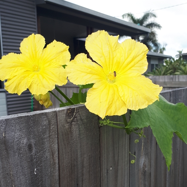 plant image 1228767 plant image 1228767
