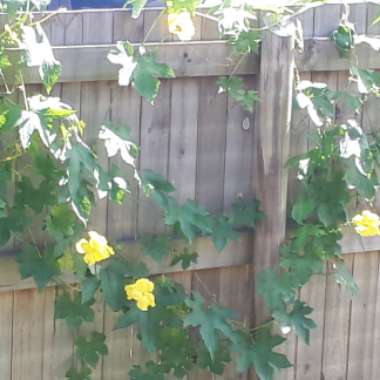 Luffa aegyptiaca