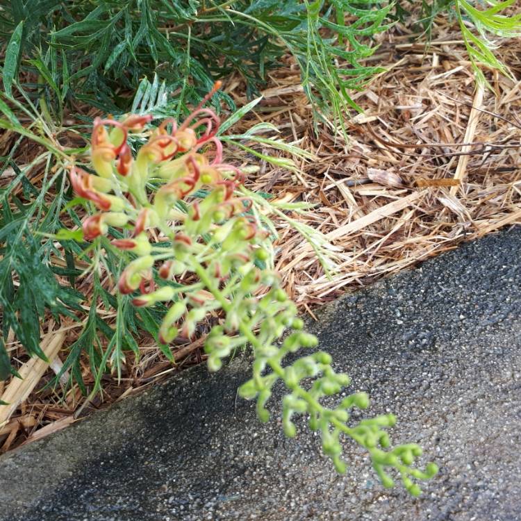 Plant image Grevillea bipinnatifida x banksii 'Ned Kelly' syn. Grevillea Mason's hybrid