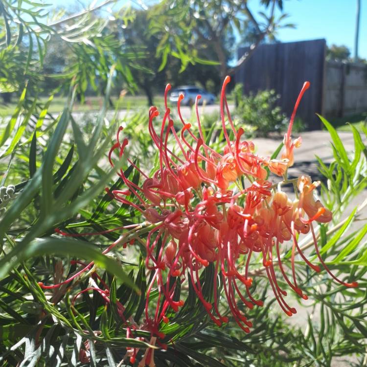 plant image 1347664