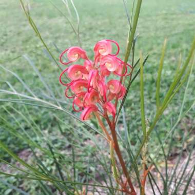 Grevillea longistyla x johnsonii 'Elegance'