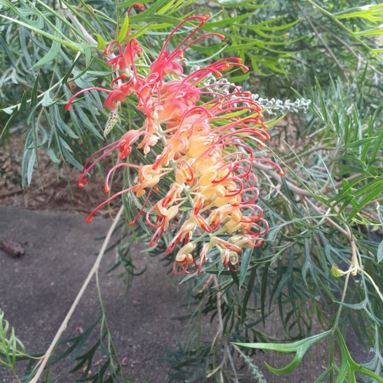 plant image 1369992