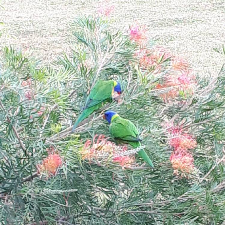 plant image 1408352