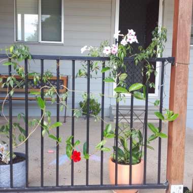 Bower Vine