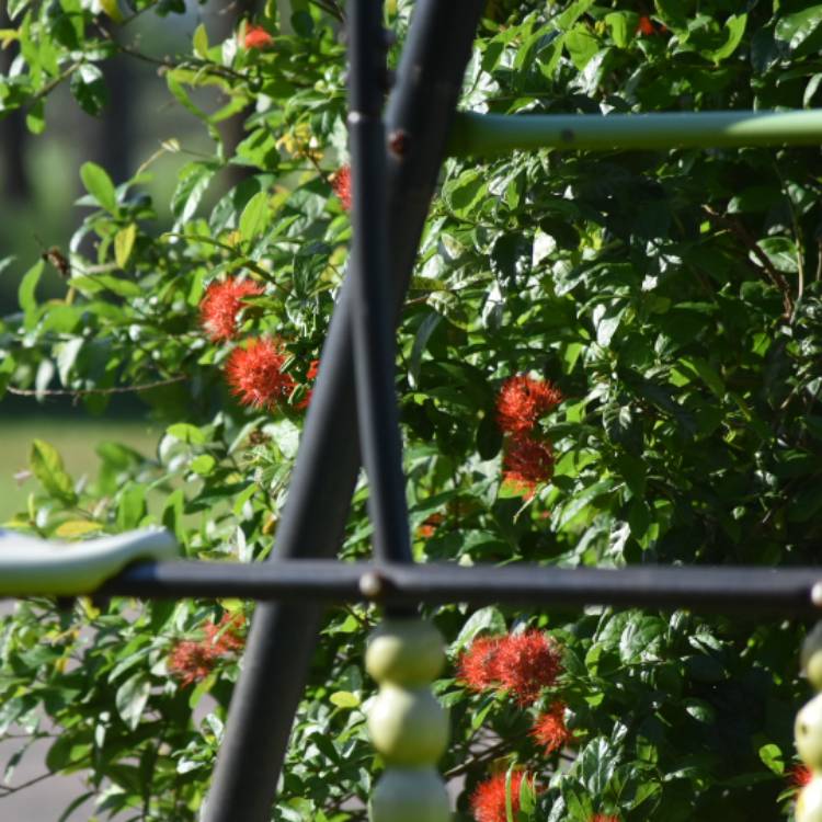 plant image 1434979