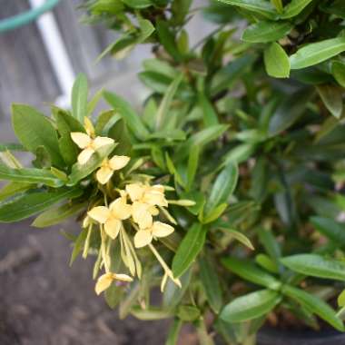 Ixora