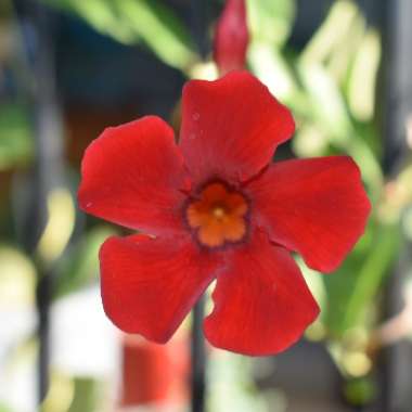 Mandevilla