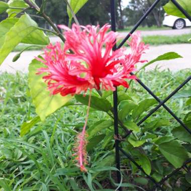 Hibiscus schizopetalus