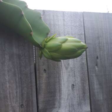 Dragon Fruit Cactus