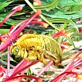 Eliza's garden