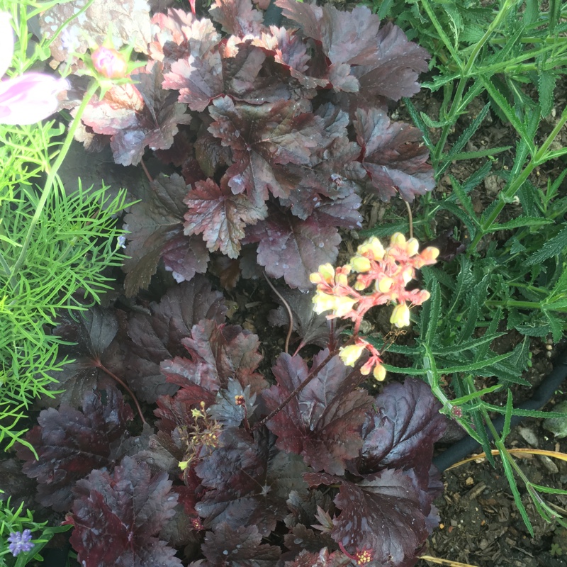 Plant image Heuchera 'Plum Pudding'
