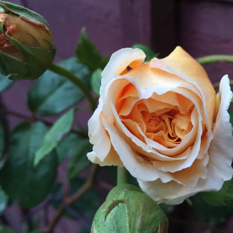 Plant image Rosa 'Auswinter' syn. Rosa 'Crown Princess Margareta'