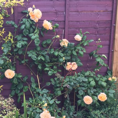 Rose 'Crown Princess Margareta' (Shrub)