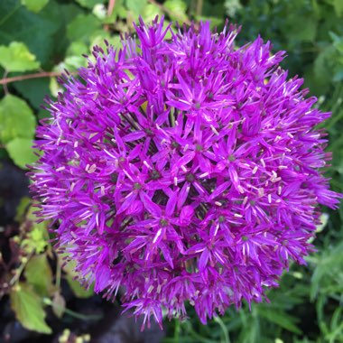 Allium 'Purple Sensation'