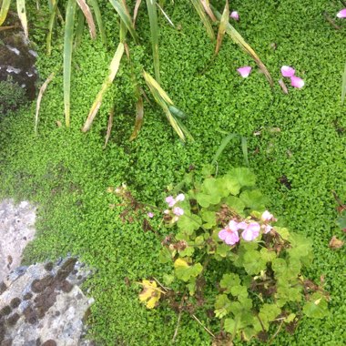 Lizzie's garden