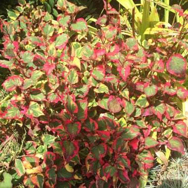 Lizzie's garden