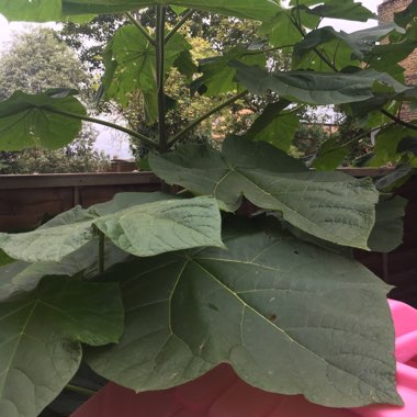 Lizzie's garden