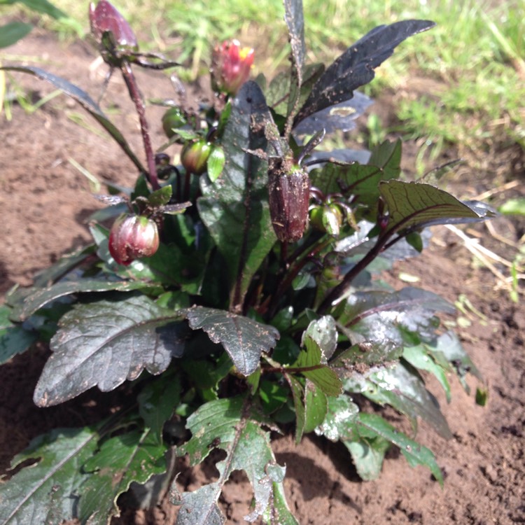 plant image 441527