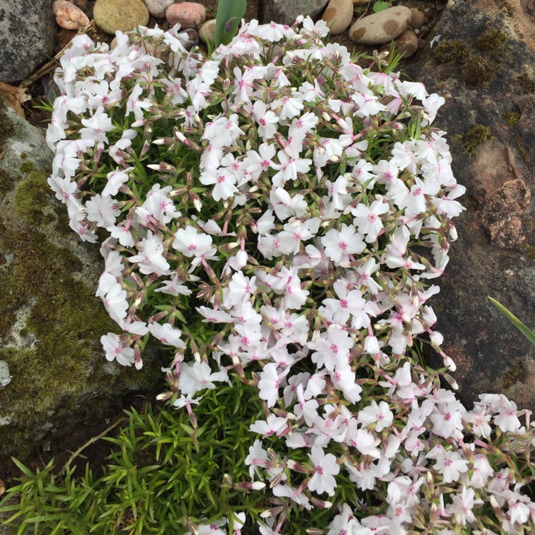 Plant image Phlox subulata 'Amazing Grace'