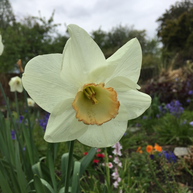 Plant image Narcissus 'Cynosure' syn. Narcissus 'Incomparabilis Albidus Leedsii'