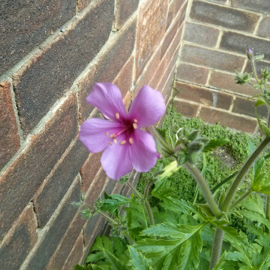 Geranium 'Kashmir Purple'
