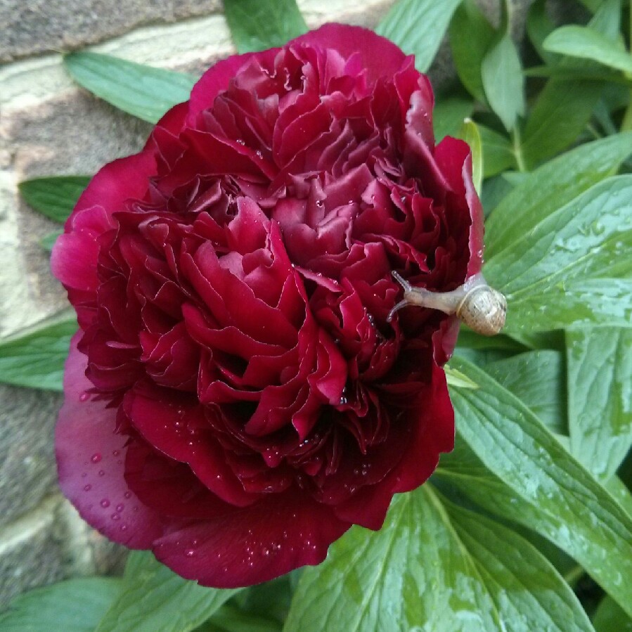 Peony 'Augustin d'Hour' (Herbaceous)