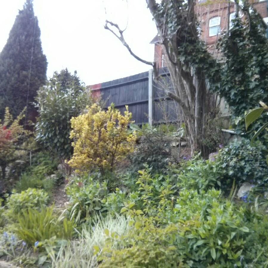 Lizi's garden