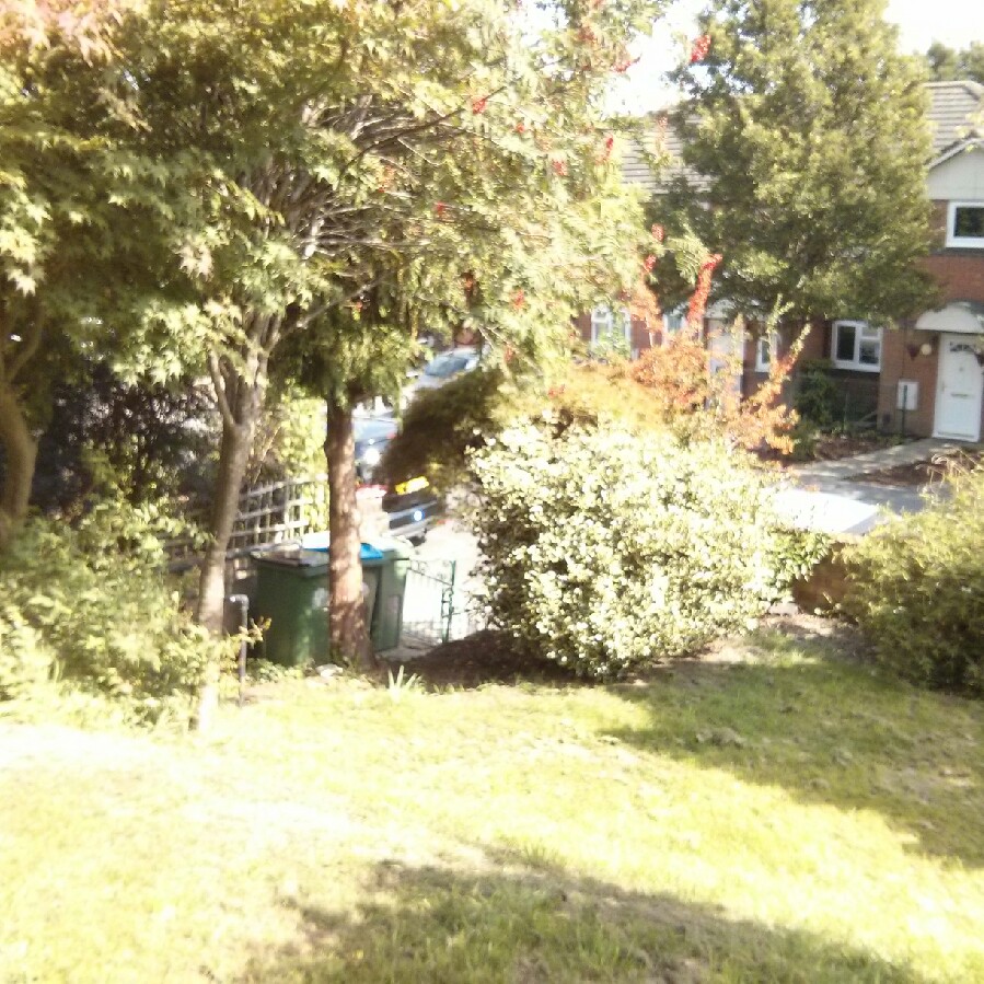 Lizi's garden