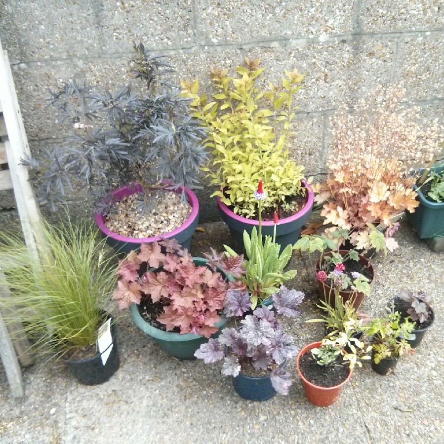 Lizi's garden