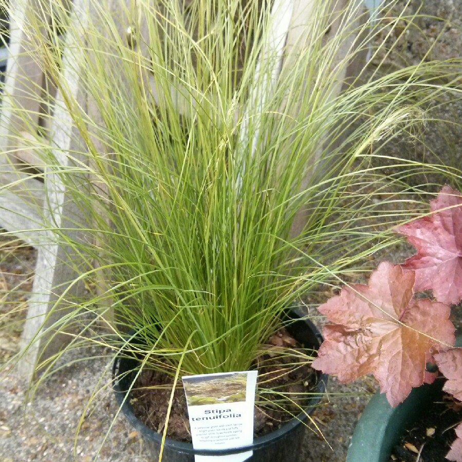 Pheasant's Tail Grass