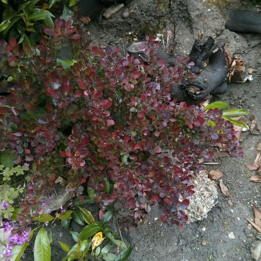Japanese Barberry 'Rose Glow'