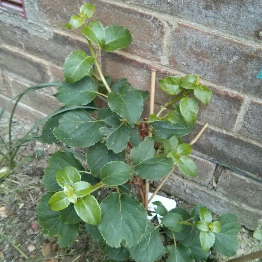 Climbing Hydrangea