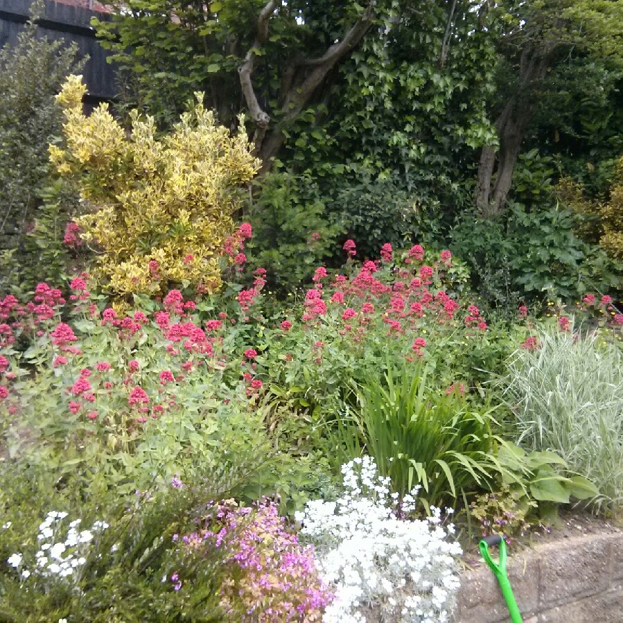 Lizi's garden
